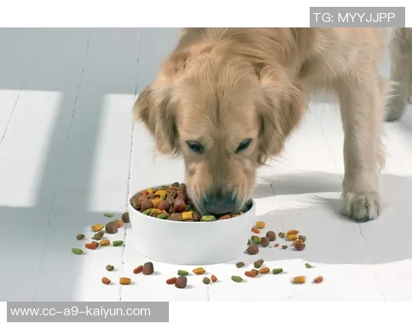 被麦卡甩后一个月他与我的朋友同居还带走了我的狗